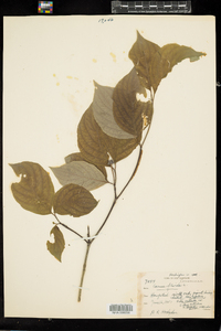 Cornus florida image