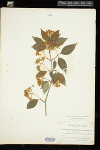 Cornus racemosa image