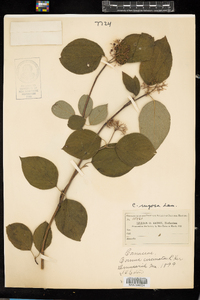 Cornus rugosa image