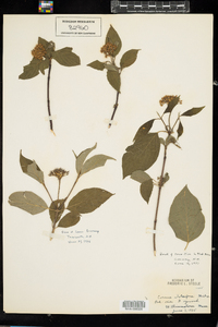 Cornus sericea image