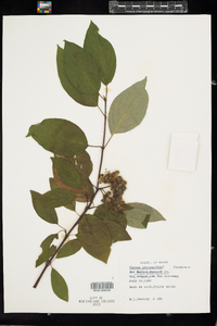 Cornus sericea image