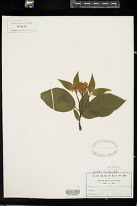 Cornus sericea image