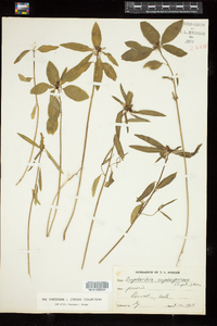 Image of Euphorbia cuphosperma