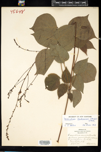 Desmodium glutinosum image