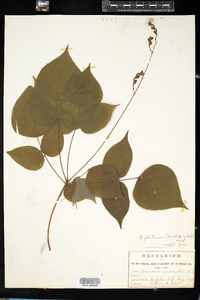 Desmodium glutinosum image