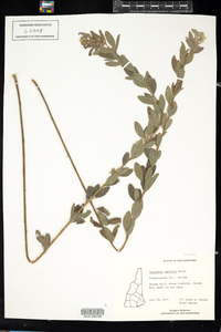 Lespedeza capitata image