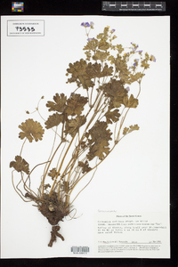Image of Geranium collinum