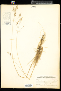 Deschampsia flexuosa image