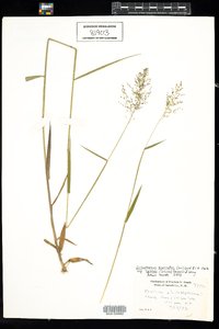 Image of Dichanthelium acuminatum ssp. spretum