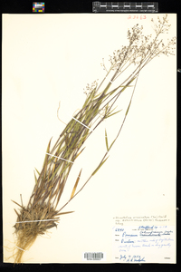 Dichanthelium acuminatum ssp. columbianum image