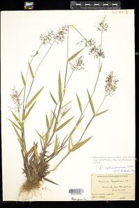 Dichanthelium acuminatum ssp. columbianum image