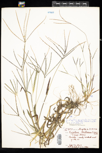 Digitaria sanguinalis image