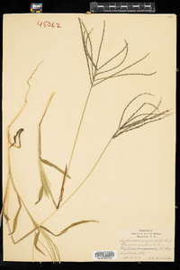 Digitaria sanguinalis image