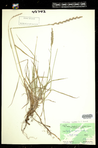 Elymus repens image