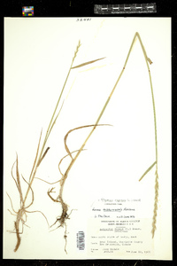 Elymus repens image