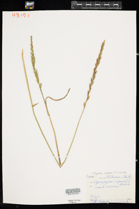 Elymus repens image