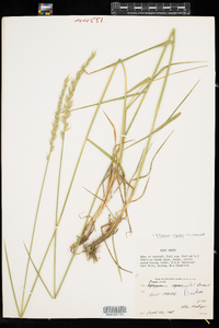 Elymus repens image