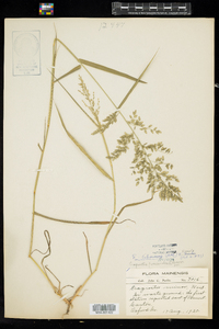 Eragrostis cilianensis image