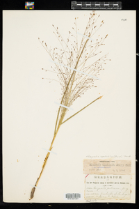 Eragrostis spectabilis image