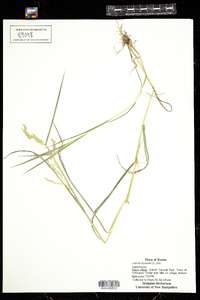 Leersia oryzoides image