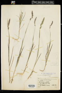 Muhlenbergia glomerata image