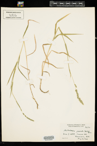 Muhlenbergia glomerata image