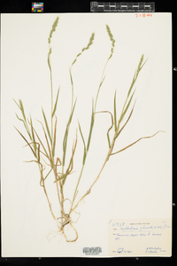 Muhlenbergia glomerata image