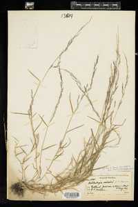 Muhlenbergia schreberi image