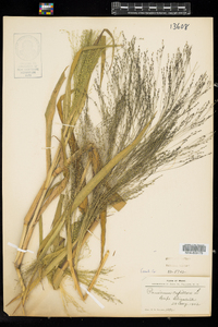 Panicum capillare image