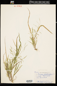 Panicum dichotomiflorum ssp. dichotomiflorum image