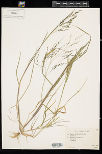 Panicum dichotomiflorum ssp. dichotomiflorum image