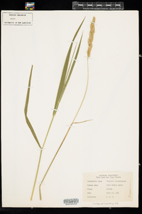 Phalaris arundinacea image