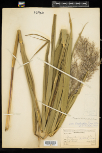 Phragmites australis image