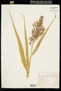 Phragmites australis image