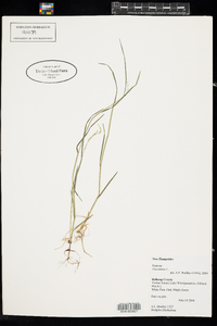 Poa annua image