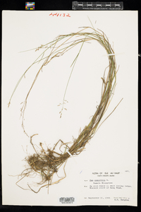 Poa compressa image