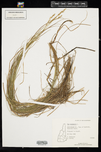 Poa pratensis image