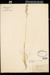 Poa pratensis image