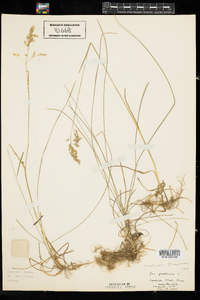 Poa pratensis image