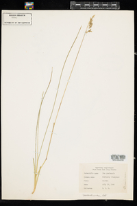 Poa pratensis image