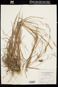 Schizachyrium scoparium image