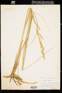 Spartina pectinata image