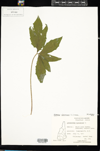 Prenanthes altissima image