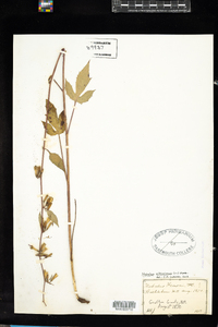 Prenanthes altissima image