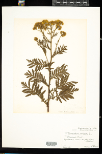 Tanacetum vulgare image