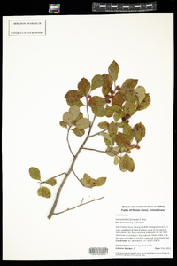 Ilex verticillata image