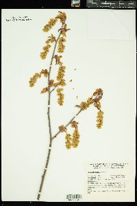 Image of Corylopsis sinensis