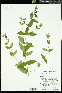 Scutellaria galericulata image