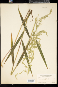 Cinna latifolia image