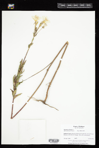 Oenothera biennis image